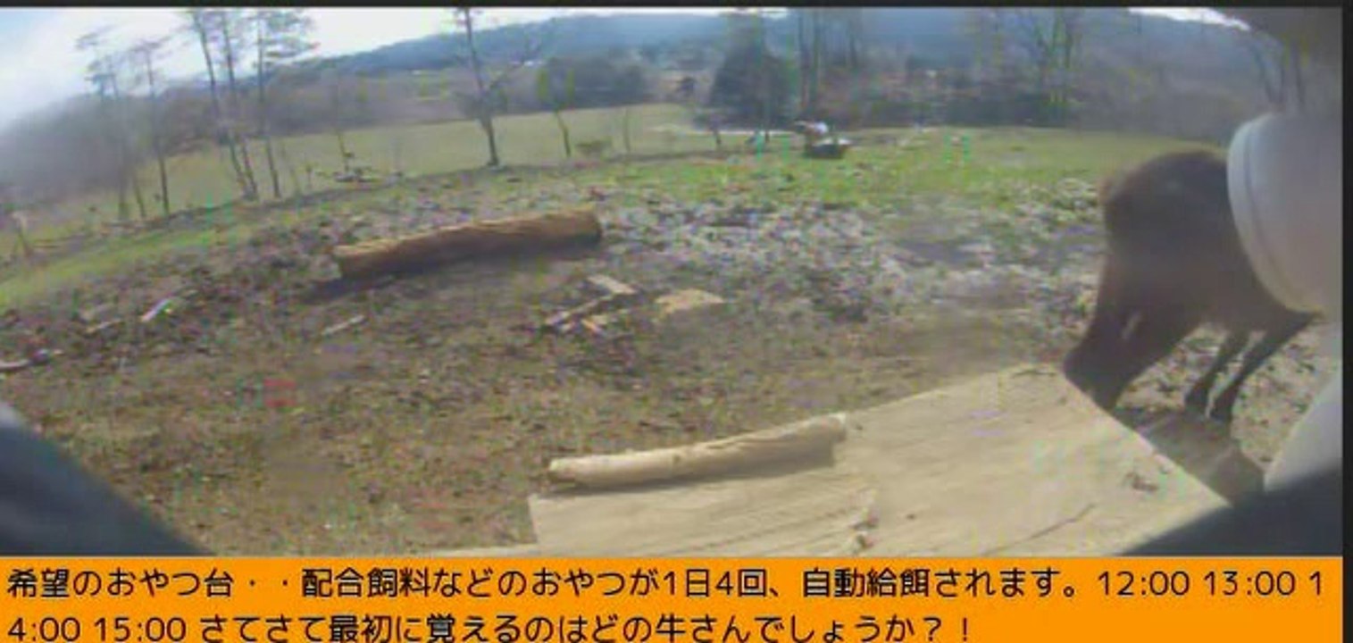 2014-03-26 15-08  牧場３号機　一頭の牛ちゃん