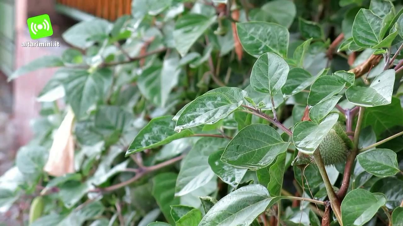 Rimini. Meteo. Ci sarà il sole nell'uovo di Pasqua?