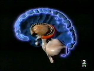 Cerebro: Fisiologia de la memoria
