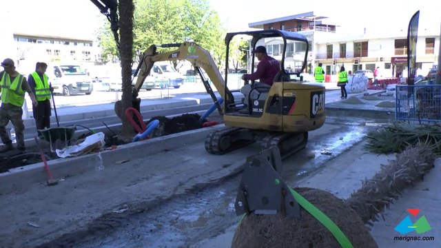 Plantation des palmiers place Charles de Gaulle