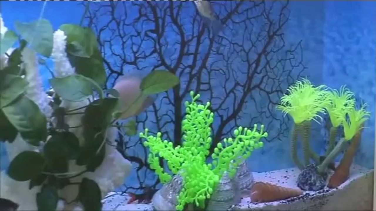 Evim Şahane Duvar Akvaryumu 1 Yıl Su Değişimi Gerekmeyen Mucize Plazma Duvar Akvaryumu Plazyum