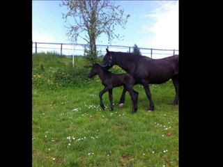Vidéo Epona LCP