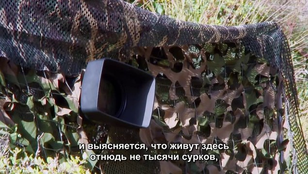 Снежный барс: Мифы и реальность