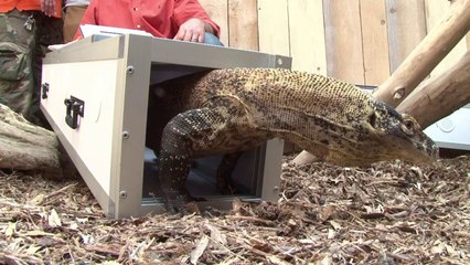 Des bébés dragons de Komodo à la Ferme aux crocodiles