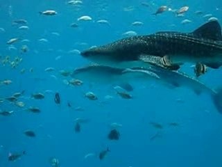 Requin baleine