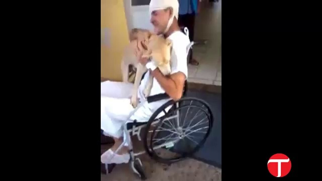 Dog Love