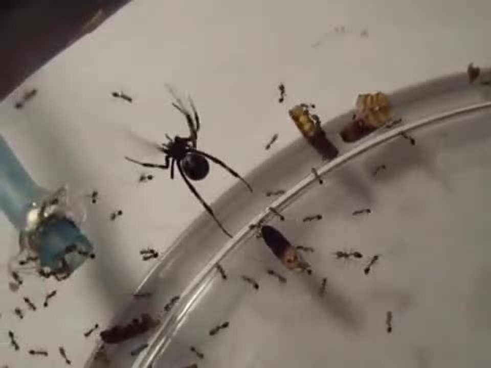 Veuve noire vs Fourmis de feu