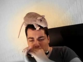 Harmonica - Une Belle Histoire - Fugain