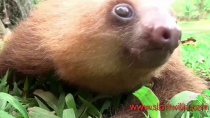 Baby Sloths Squeak for Their Cuddle Partners in Adorable Video