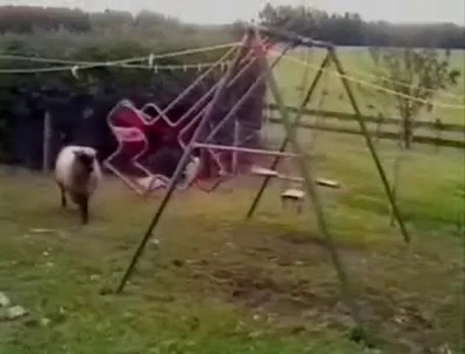 angry sheep (1)