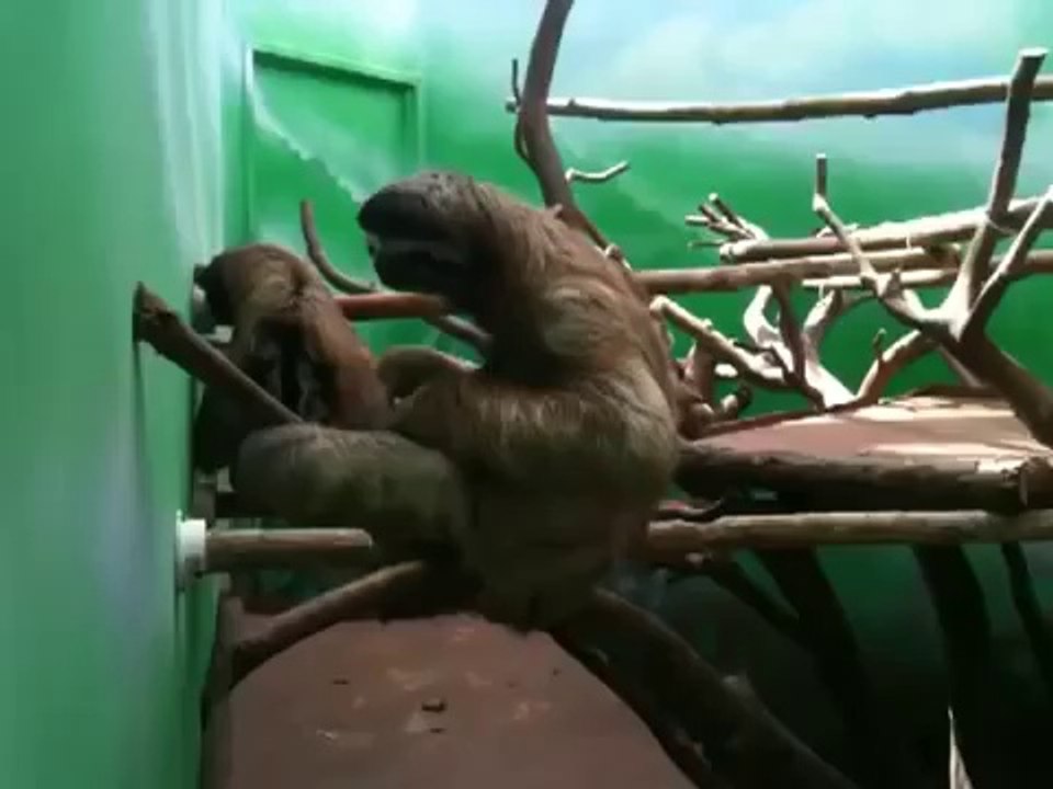 Sloth Piano