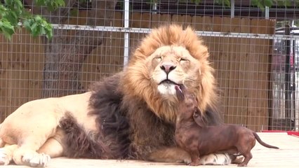 Exotic Animal Talk Vol 2 (Lion visits the doggie dentist)