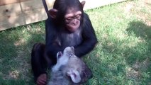 Baby Chimp, Tigers, and Wolf playing