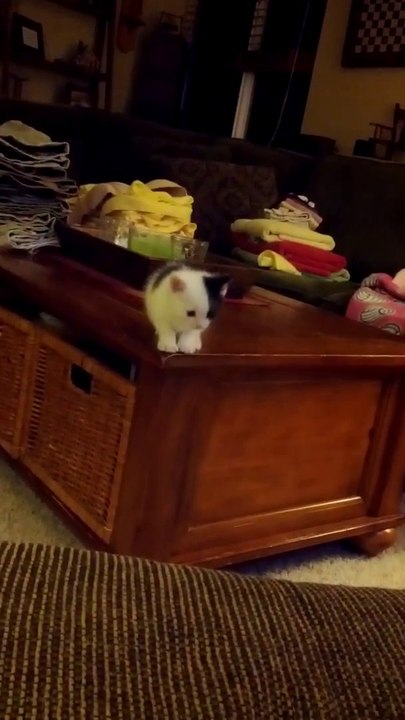 Funny Kitten (original)
