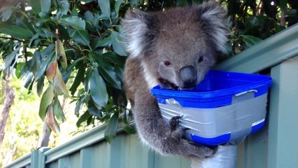 Cute Thirsty Koala Part 3 - Super cute!