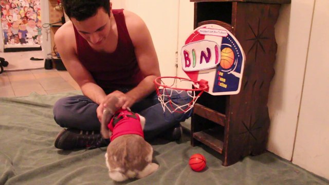 Funny bunny plays basketball -Bini the bunny