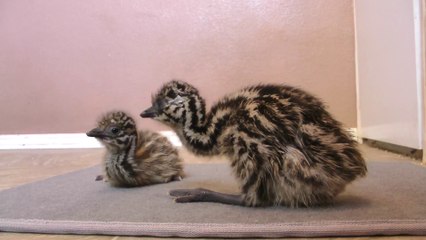 EMU WEEK ~ Day 5 - Chicks learn to walk