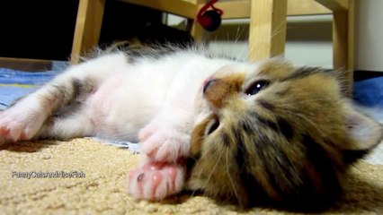 Rocky the Kitten falling asleep while playing. Cutest Cat Moments.