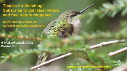 Screech Owl Scratches A Serious Itch!