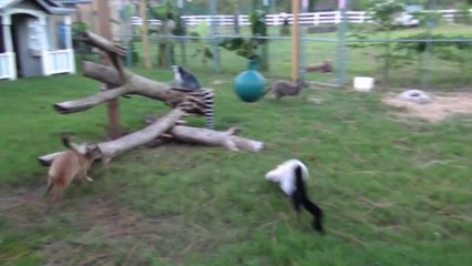 kangaroo and lemur play tag