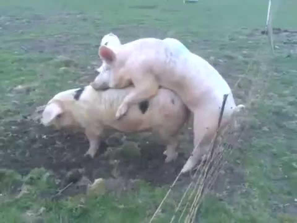 A shock in the nuts!!