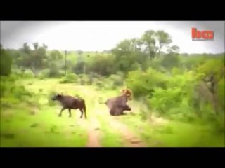 Tiger attack buflo but another  buflo butiful attack  on the Tiger