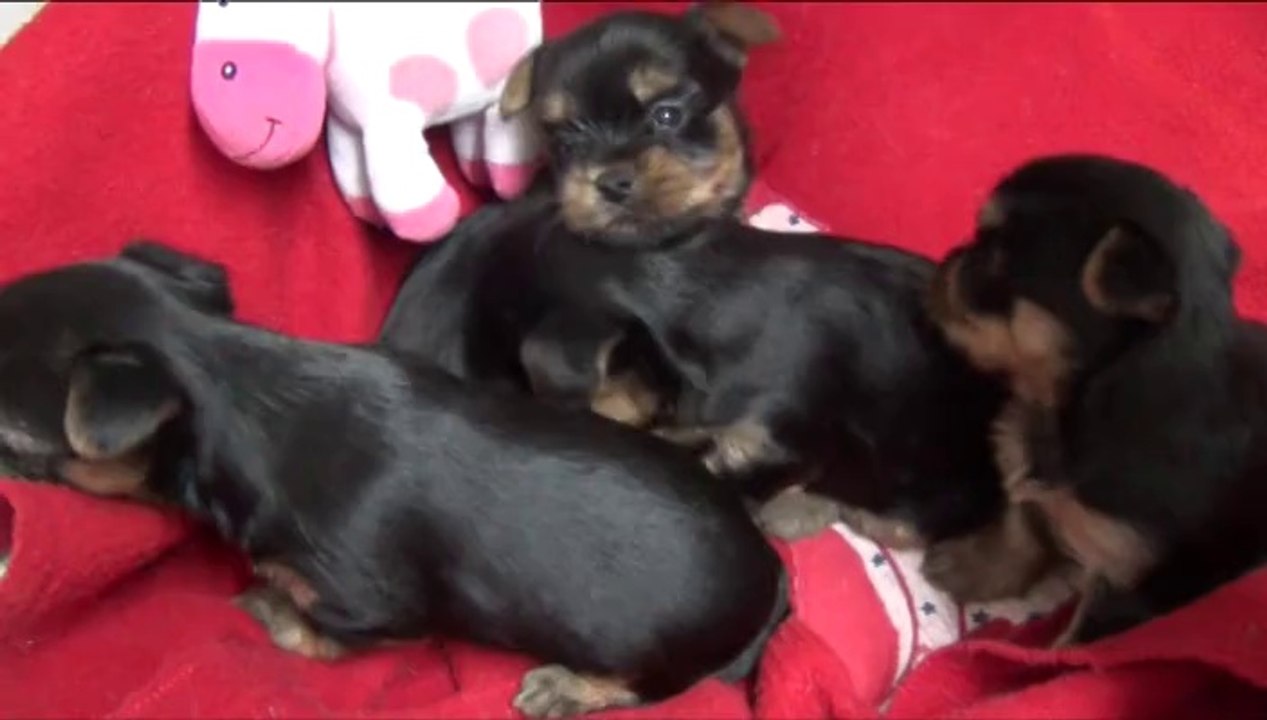 BB, Yorshire-Terrier