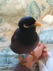 Talking Bird Amazing