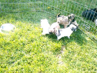 chiots chihuahua diamant d'or