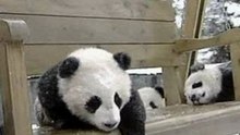 Cute baby panda family in korea