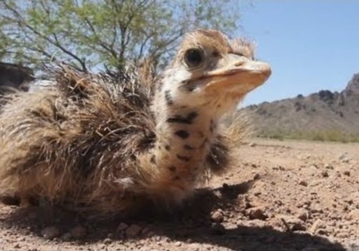 Ostrich Chicks Get to Grips With the World