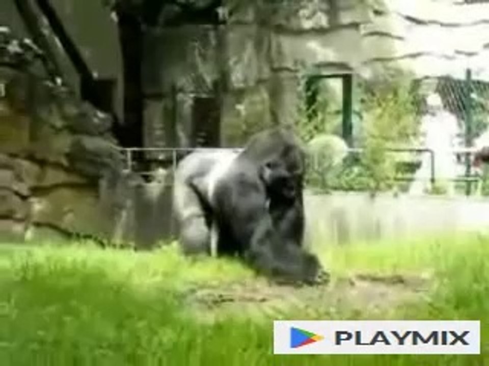 Gorilla Pranks Zoo Workers