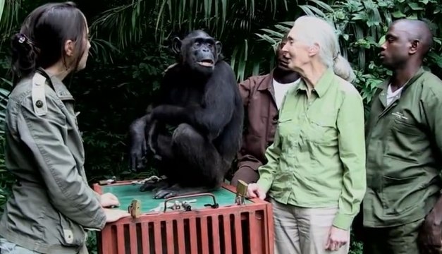 Doğal Ortamına Bırakılan Şempanzenin Bakıcısına Saf Sevgi Gösterisi