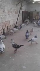 2014 İsmail Karakeçili Şanlıurfa filo güvercinleri