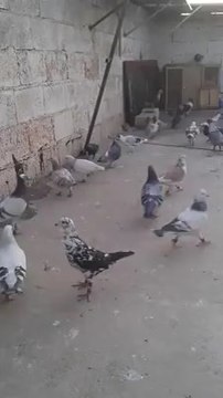 2014 İsmail Karakeçili Şanlıurfa filo güvercinleri