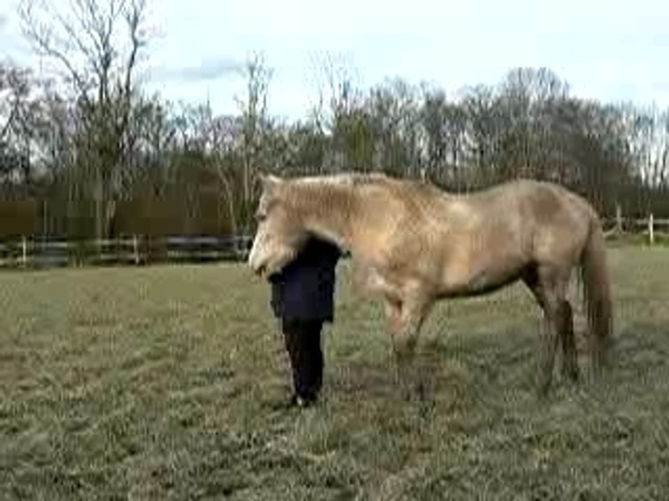 Lahire demande galop