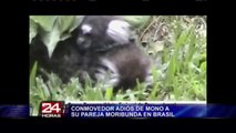 VIDEO: el conmovedor adiós de mono a su pareja moribunda en Brasil (1/2)