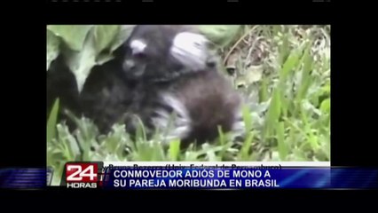 VIDEO: el conmovedor adiós de mono a su pareja moribunda en Brasil (1/2)
