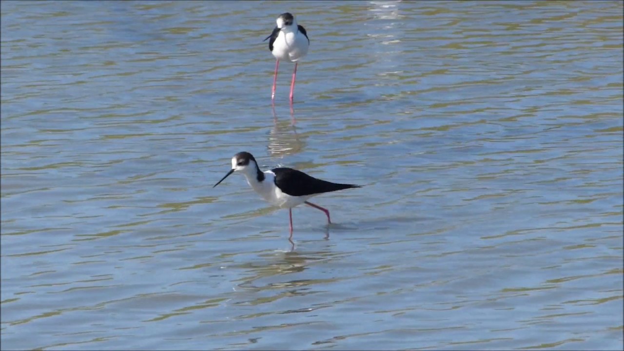 OIseaux d'eau du Marais de Lyarne