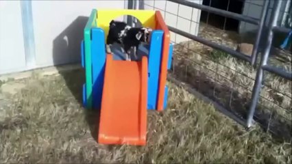 Hayvanların En Komik Anları- 1