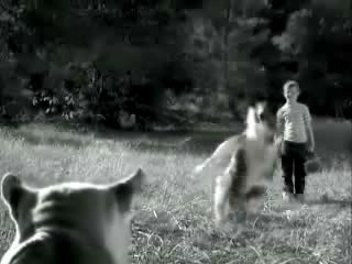 Lassie chien fidèle