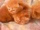 trois bébés chatons
