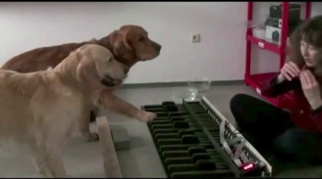 These Dogs Are Real Musicians!