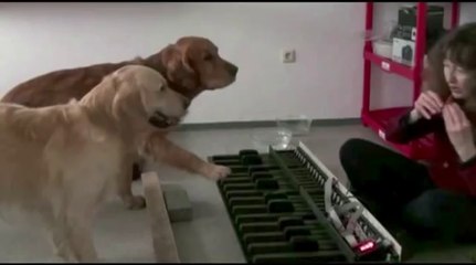 These Dogs Are Real Musicians!