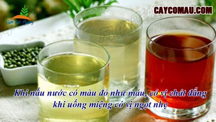 Cay co mau - than duoc cho phu nu