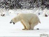 Beagles to detect polar bears pregnancies