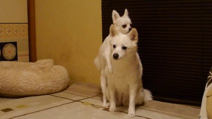 Le chien le plus ennuyeux