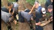 Un berger allemand tombé dans un fossé est sauvé