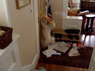 Crazy Dog destroying MAIL!