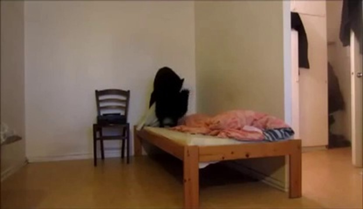 Don't let this dog alone! ahah...